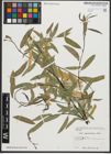 Foto von Salix pycnostachya Andersson